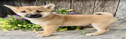 Shiba Inu dogs for sale: Tulip - Ad 6