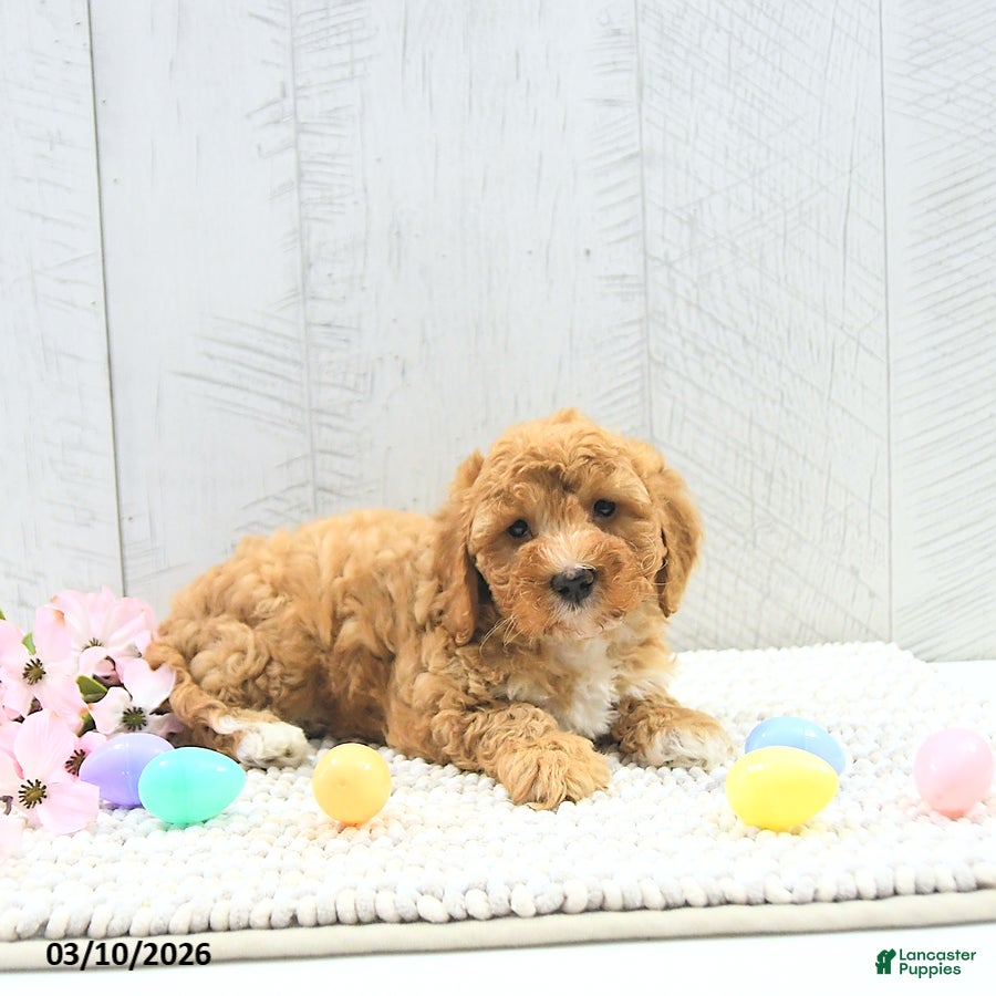 Mini Goldendoodle dogs Fido - Ad 2