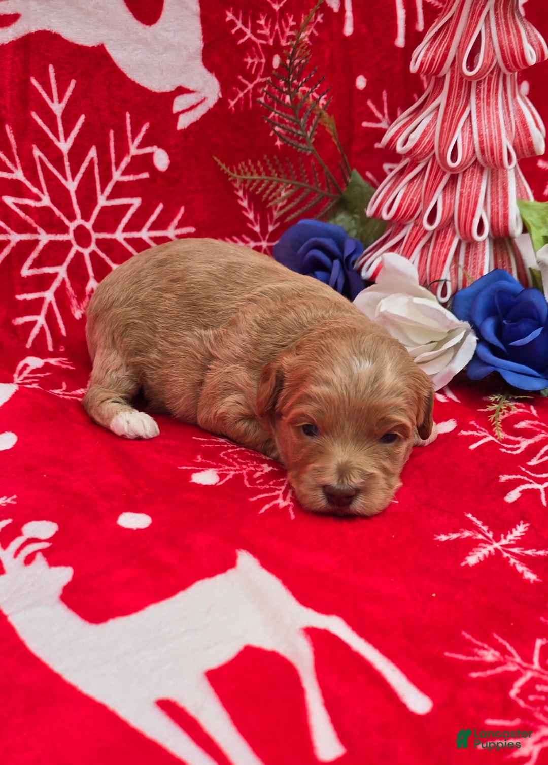 Mini Goldendoodle dogs for sale: Garland - Ad 7