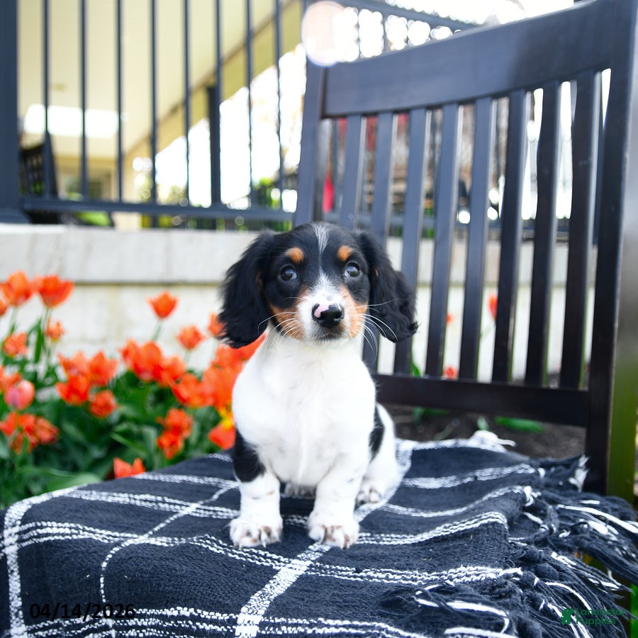 Miniature Dachshund dogs Dash - Ad 2