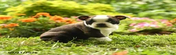 Boston Terrier dogs for sale: Chiamaka - Ad 3