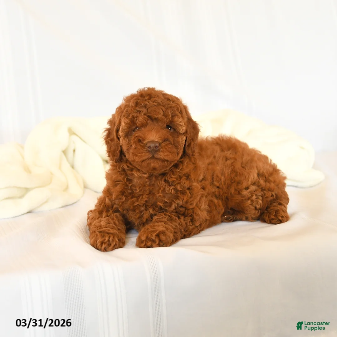 Miniature Poodle dogs for sale: Flower - Ad 3