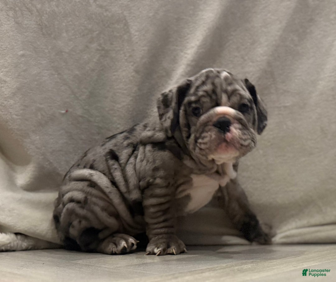 English Bulldog dogs for sale: Judy - Ad 2