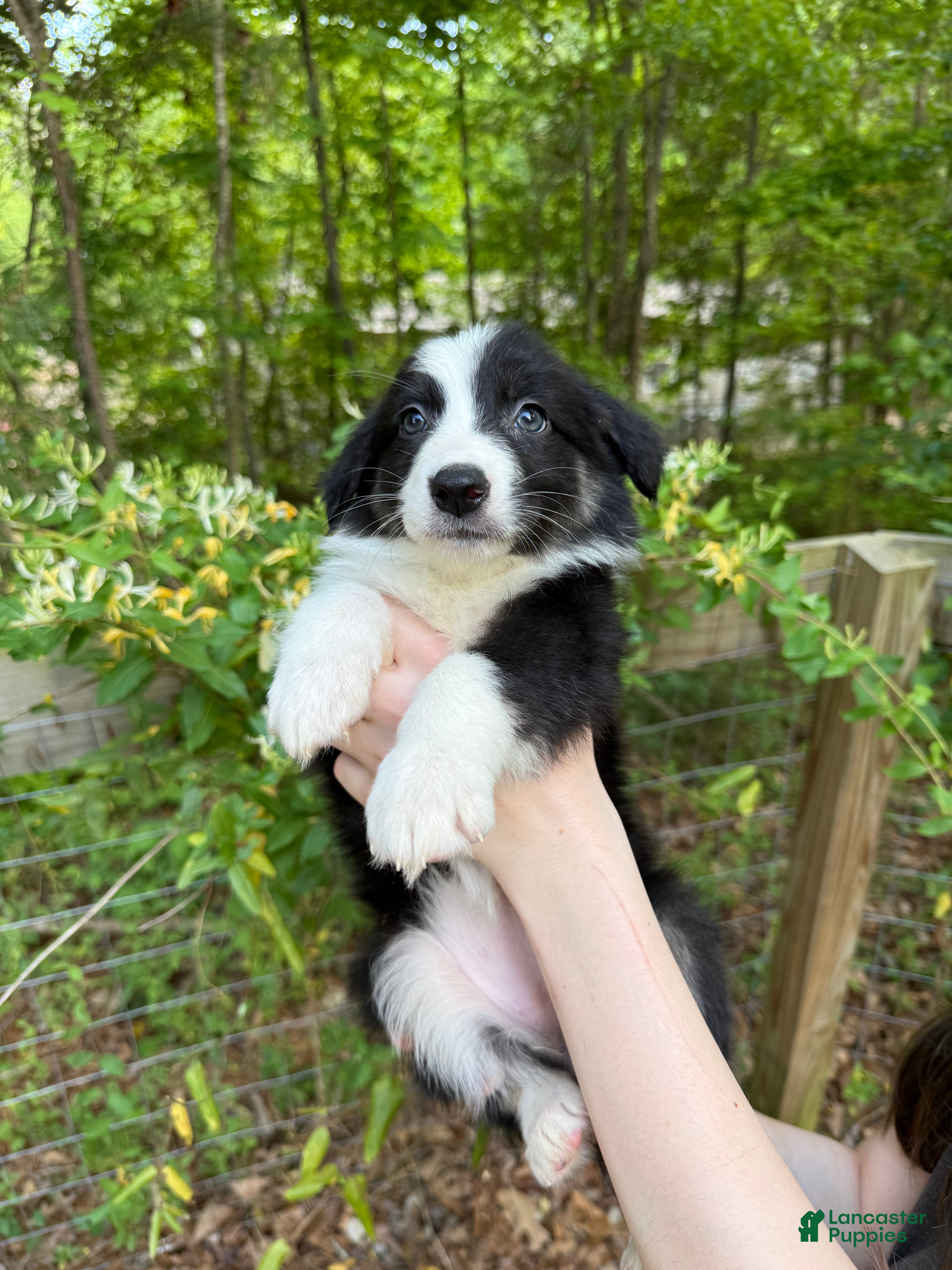 Australian Shepherd dogs Precious  - Ad 15