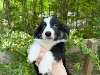 Australian Shepherd dogs Precious - Ad 15