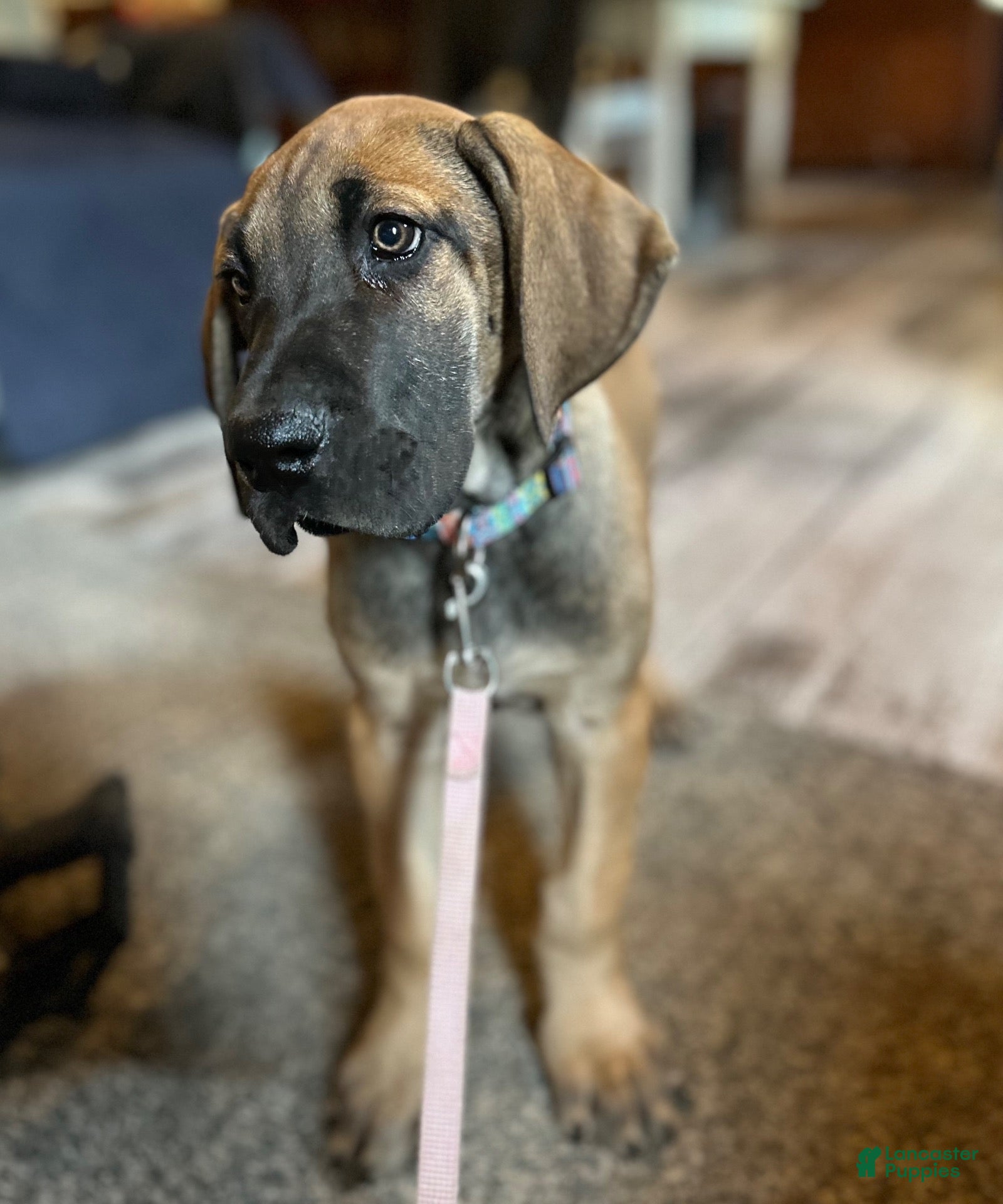 Great Dane dogs Warren - Ad 27