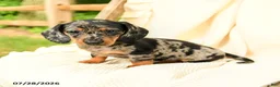 Miniature Dachshund dogs for sale: Davina - Ad 4