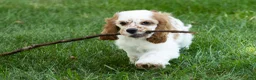 Cocker Spaniel dogs for sale: Checkers - Ad 7