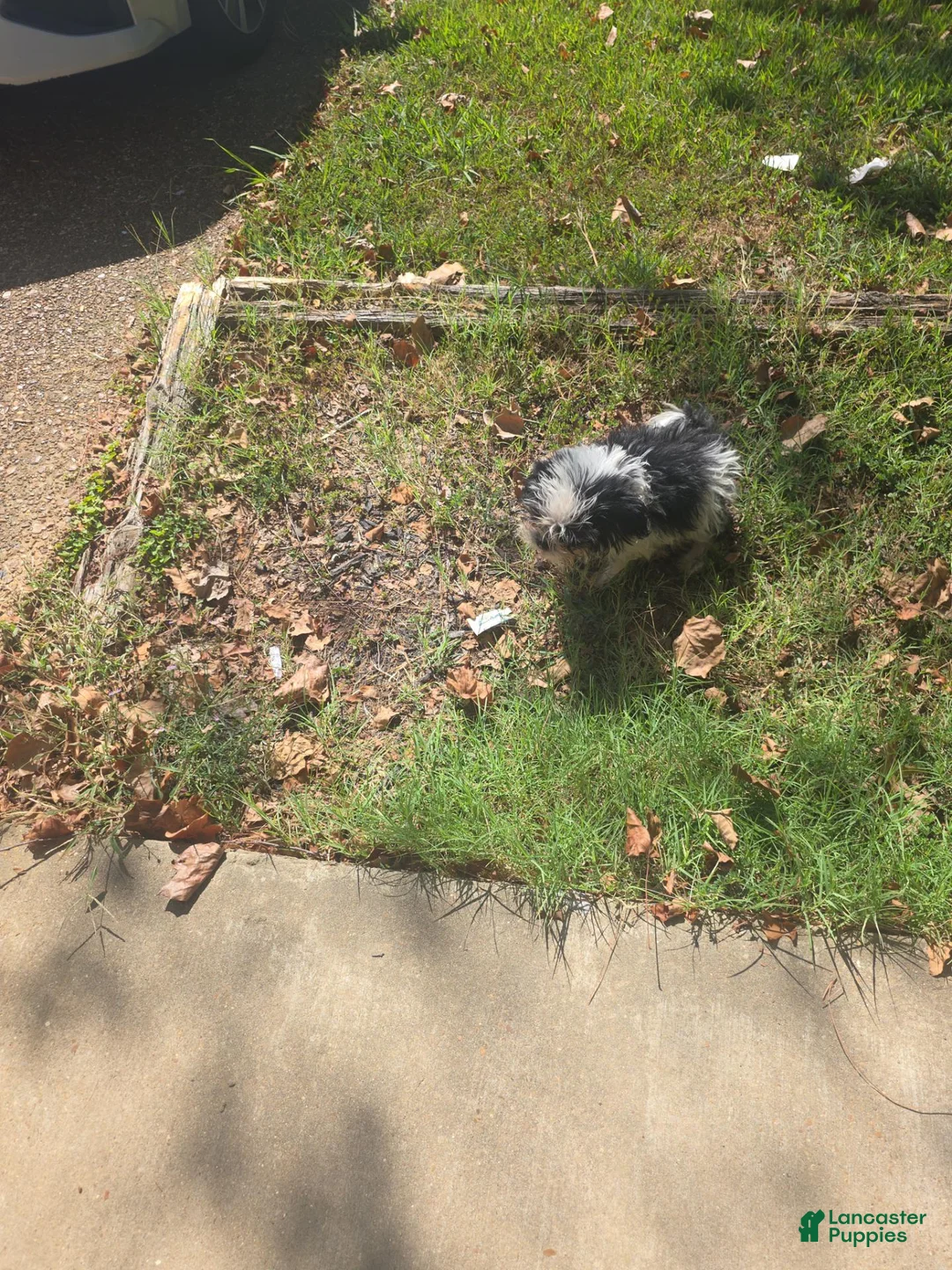 Shih Tzu dogs for sale: Shih Tzu 1 - Ad 2