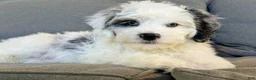 Mini Bernedoodle dogs for sale: 🏝️ 🐬 MAUI 🐬 🏝️  - Ad 5