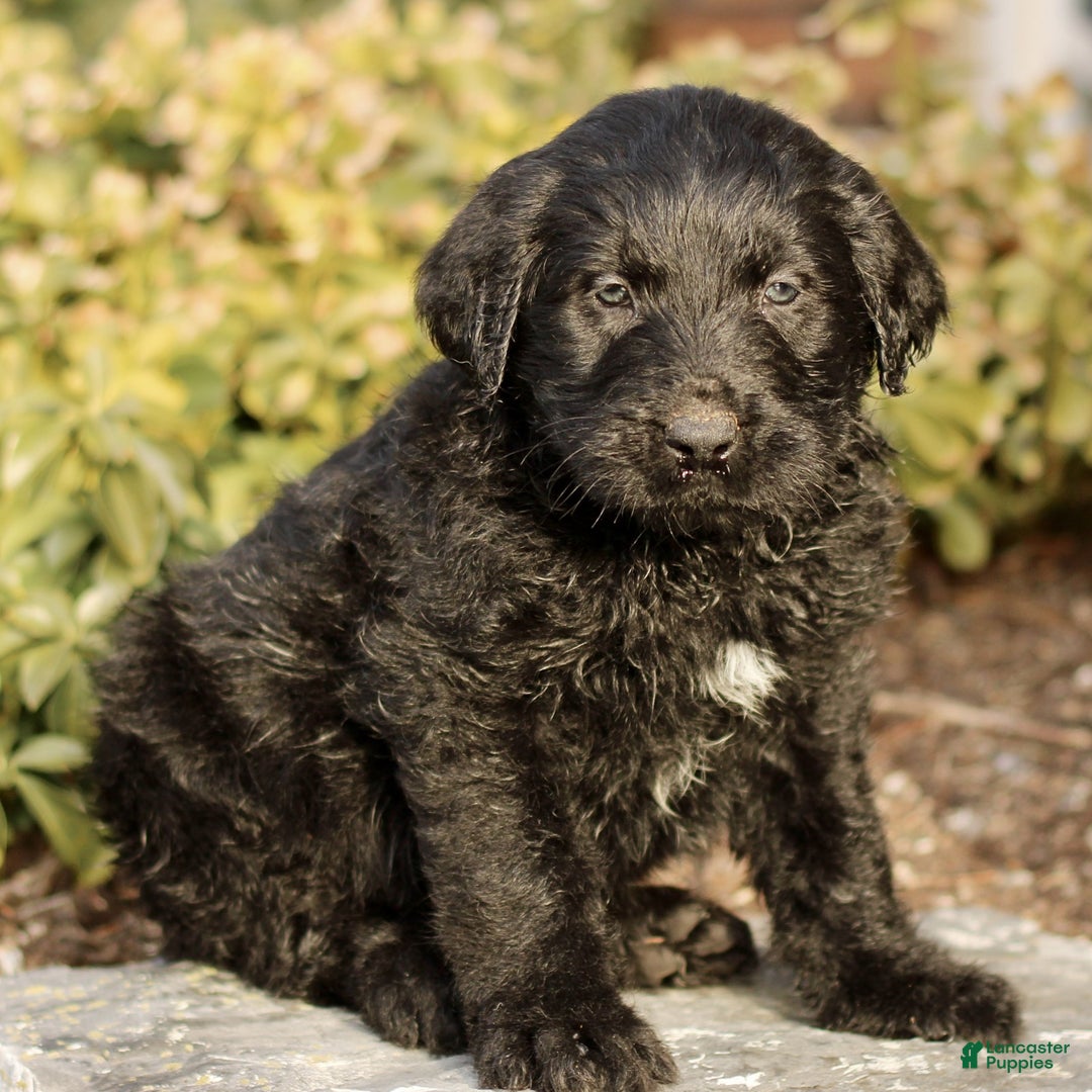 Labradoodle dogs for sale: Milo  - Ad 3