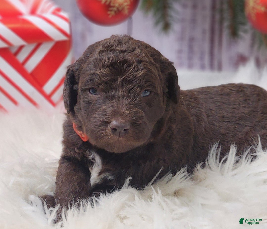 Labradoodle dogs for sale: Rose F1B - Ad 2