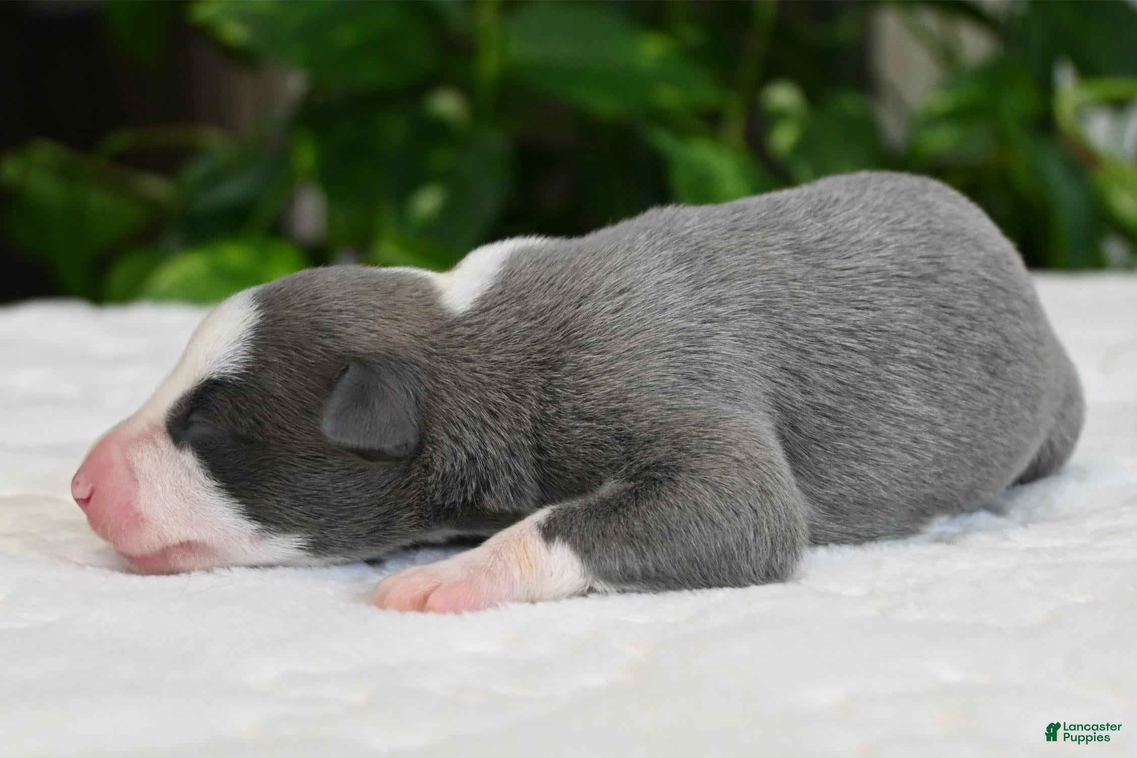 Whippet dogs Starla - Ad 1