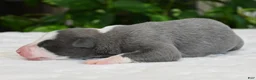 Whippet dogs for sale: Starla - Ad 1