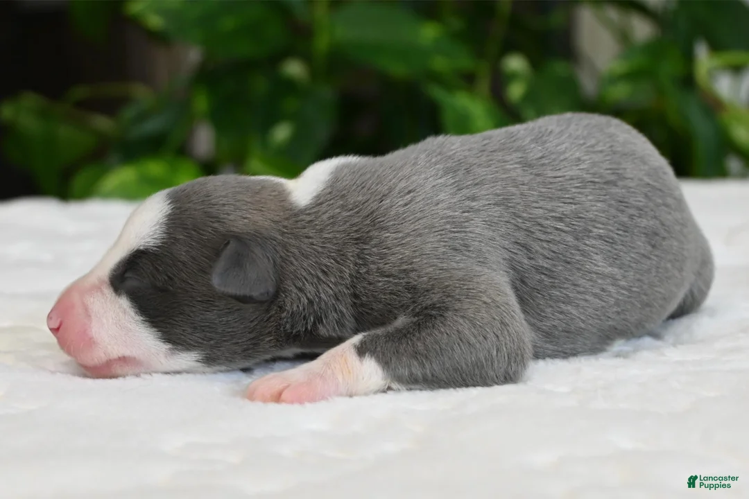 Whippet dogs for sale: Starla - Ad 1