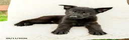 German Shepherd dogs for sale: Boone - Ad 3