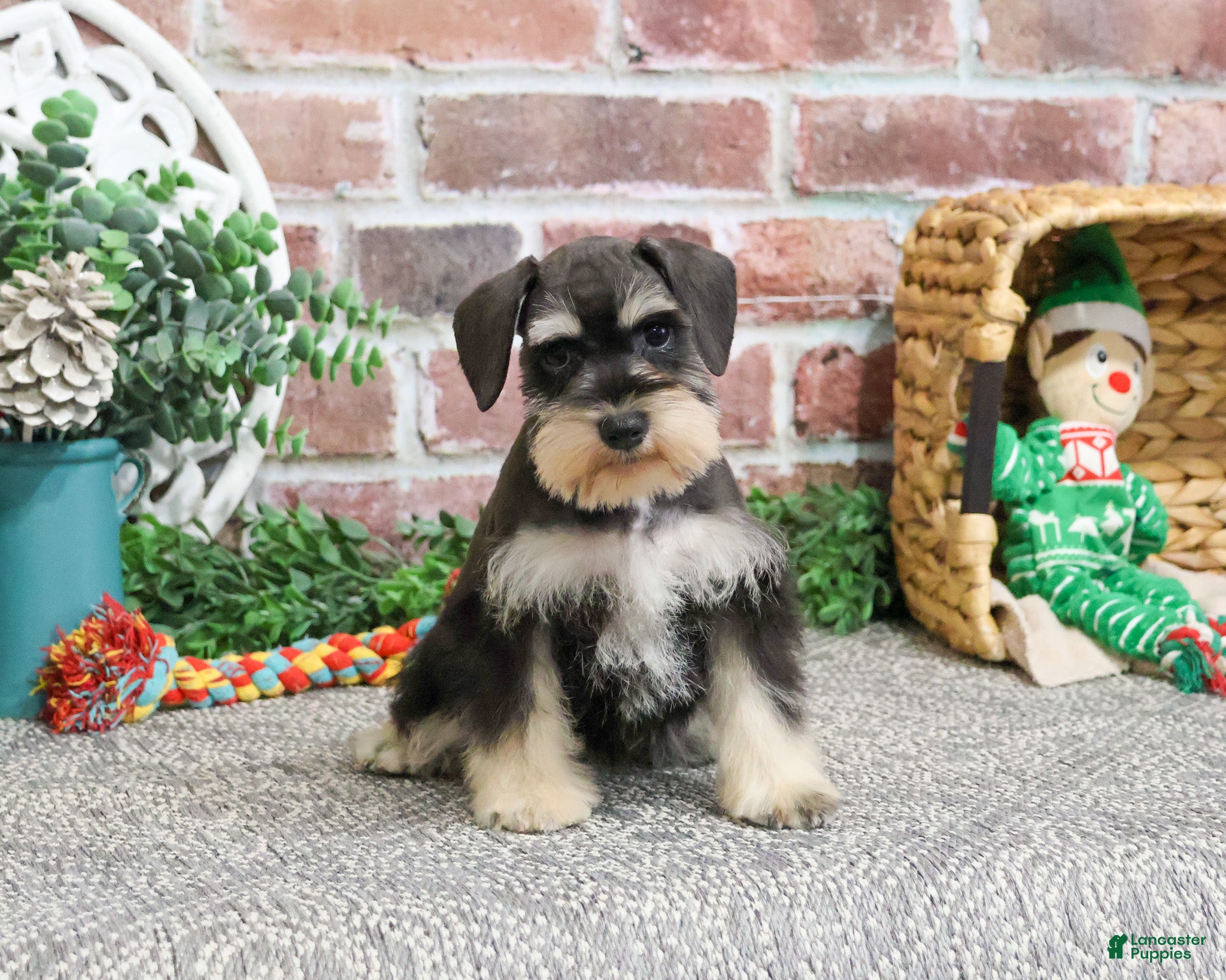Miniature Schnauzer dogs Isabella - Ad 19