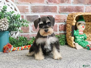 Miniature Schnauzer dogs Isabella - Ad 19