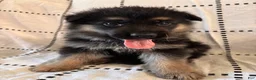 German Shepherd dogs for sale: Rocky (Red collar) - Ad 3
