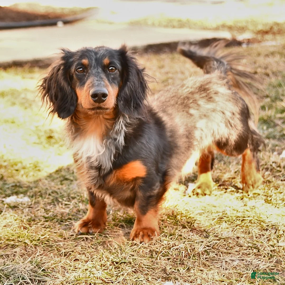 Miniature Dachshund dogs for sale: Kiwi  - Ad 6