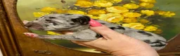 Great Dane dogs for sale: Obisidian Wildfire Flare - Ad 3