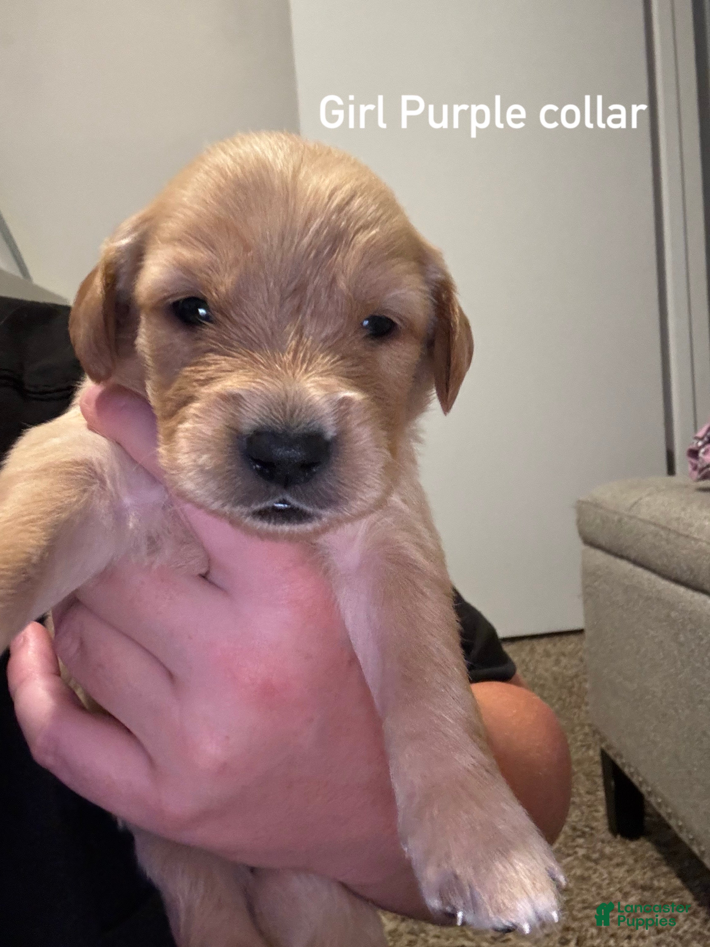 Golden Retriever dogs for sale: Purple collar Golden Retriever 7 - Ad 4