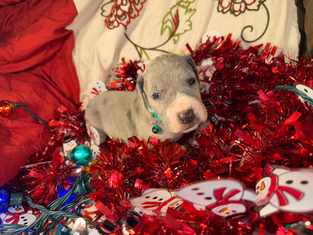 Great Dane dogs for sale: Sky - Ad 9