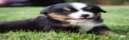 Bernese Mountain Dog dogs for sale: Sawyer - Ad 1