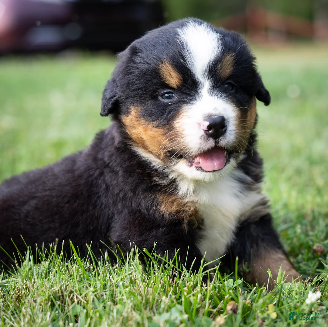 Bernese Mountain Dog dogs for sale: Sawyer - Ad 1