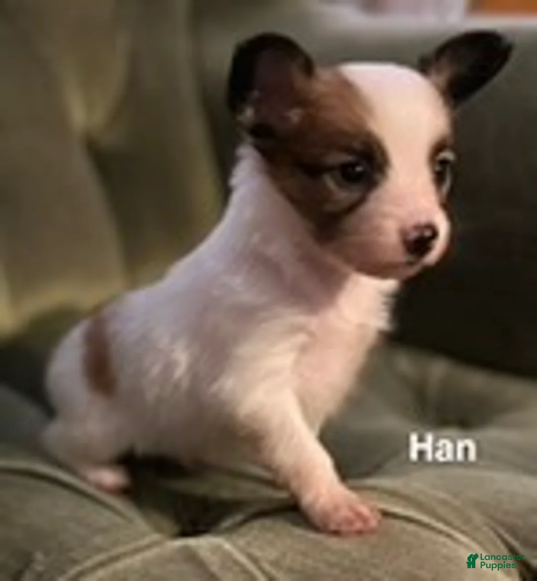 Papillon dogs for sale: Han - Ad 10