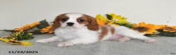 Cavalier King Charles Spaniel dogs for sale: Charlie - Ad 2