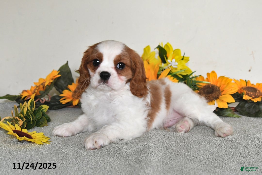 Cavalier King Charles Spaniel dogs for sale: Charlie - Ad 2