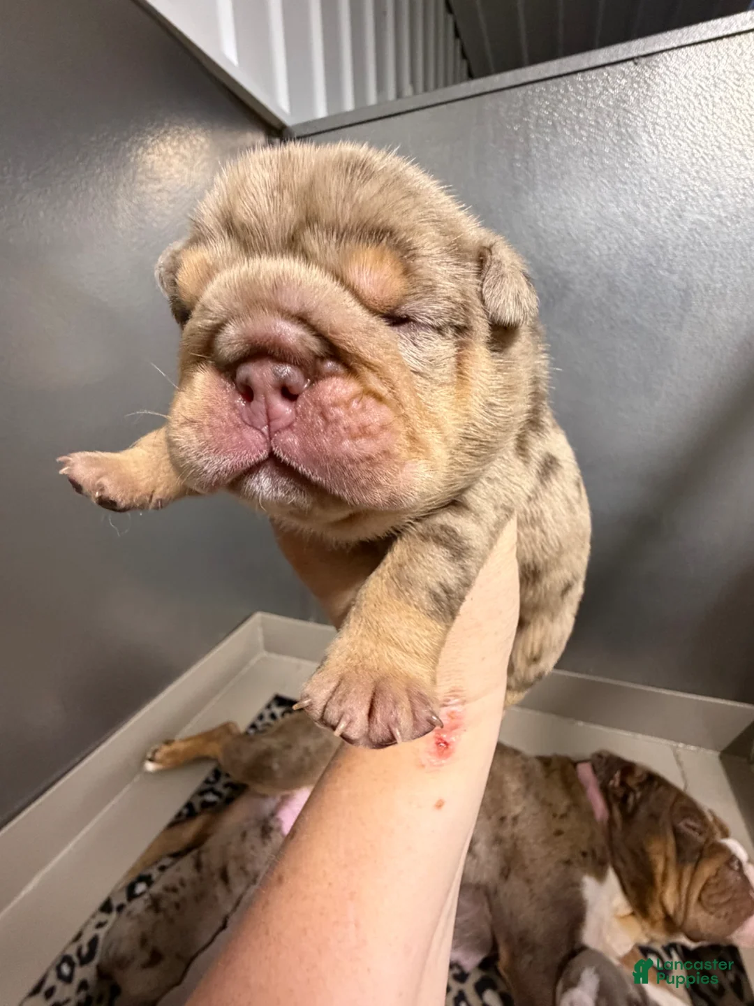English Bulldog dogs for sale: Twix - Ad 1