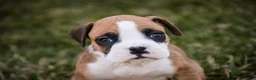 Boxer dogs for sale: Sam - Ad 5