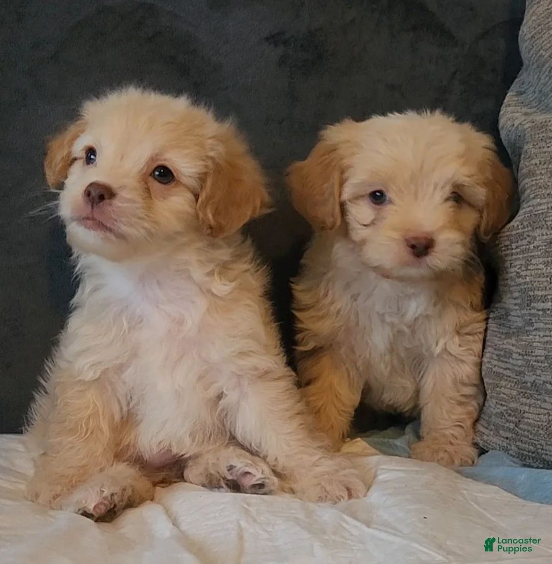 Chipoo dogs for sale: Chipoo Puppy 1 - Ad 2