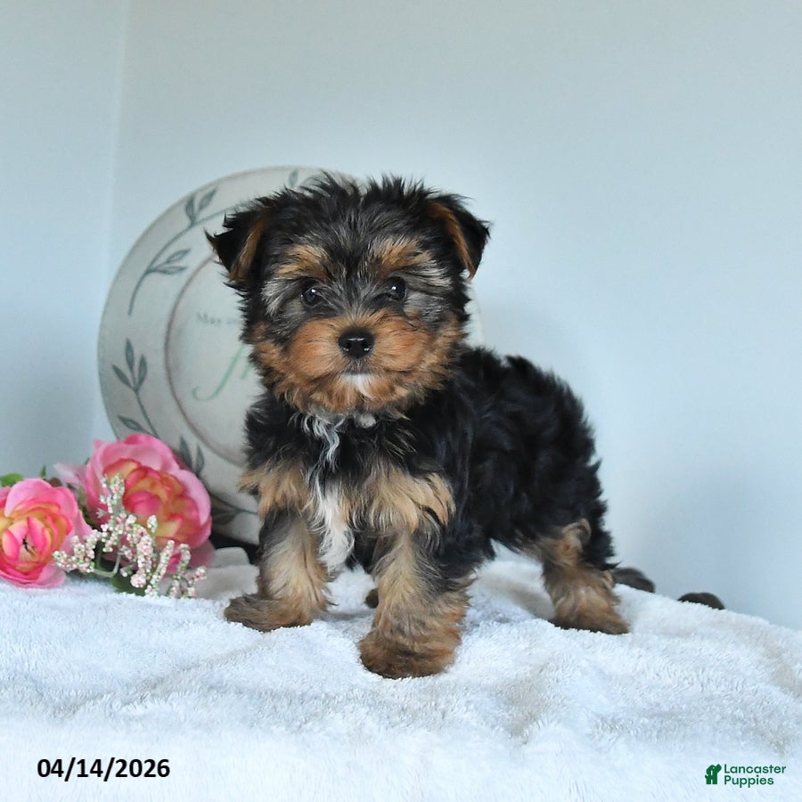Yorkshire Terrier dogs Joe - Ad 1