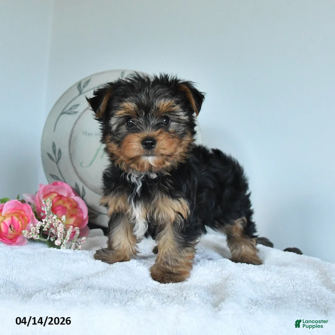 Yorkshire Terrier dogs for sale: Joe - Ad 1