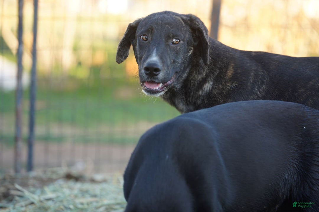 Mixed Breed dogs for sale: Bear Tiscar Farm Dog - Ad 15