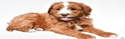 Mini Goldendoodle dogs for sale: Landrie - Ad 2