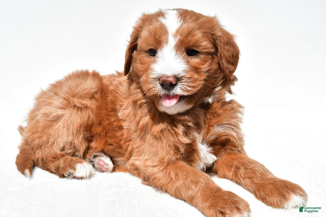 Mini Goldendoodle dogs for sale: Landrie - Ad 2
