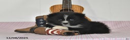 Pomeranian dogs for sale: Bobby - Ad 5