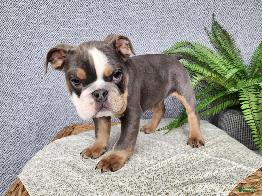 English Bulldog dogs for sale: Elliot - Ad 10