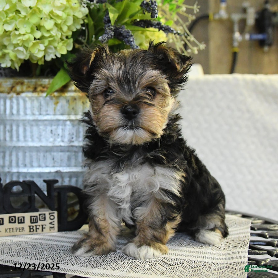 Yorkshire Terrier dogs Butterfly - Ad 18