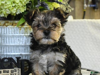 Yorkshire Terrier dogs Butterfly - Ad 18