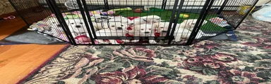 Labrador Retriever Puppy 10
