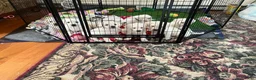 Labrador Retriever dogs for sale: Labrador Retriever Puppy 10 - Ad 1