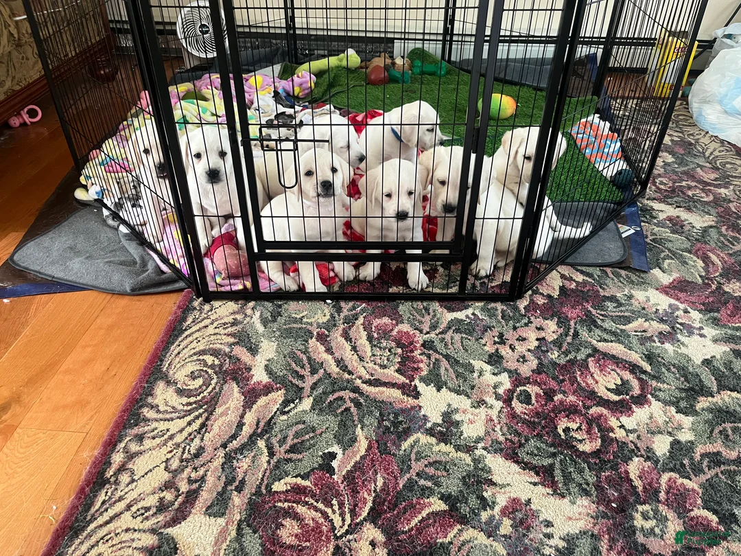 Labrador Retriever dogs for sale: Labrador Retriever Puppy 10 - Ad 1