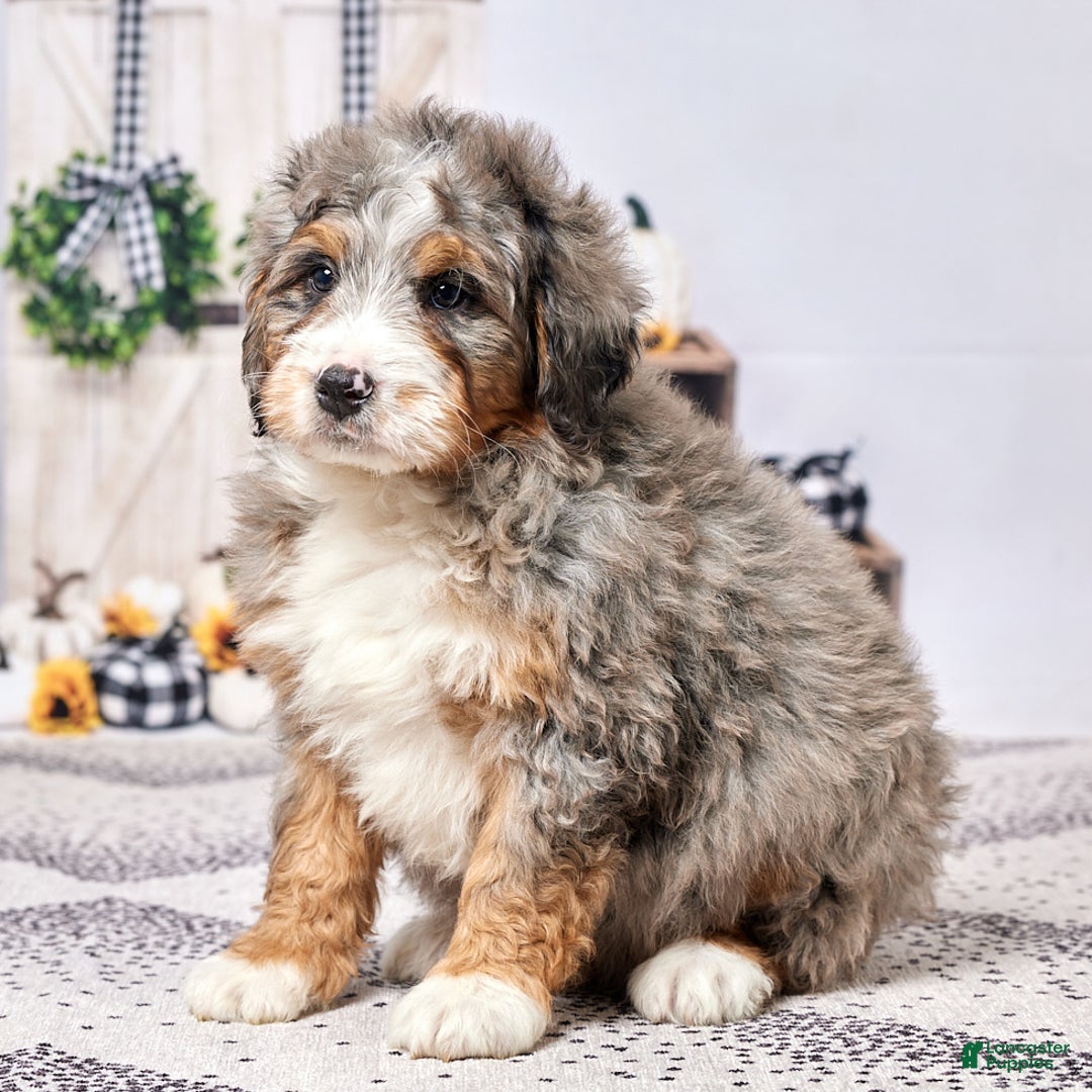 Mini Bernedoodle dogs for sale: Reggie - Ad 5
