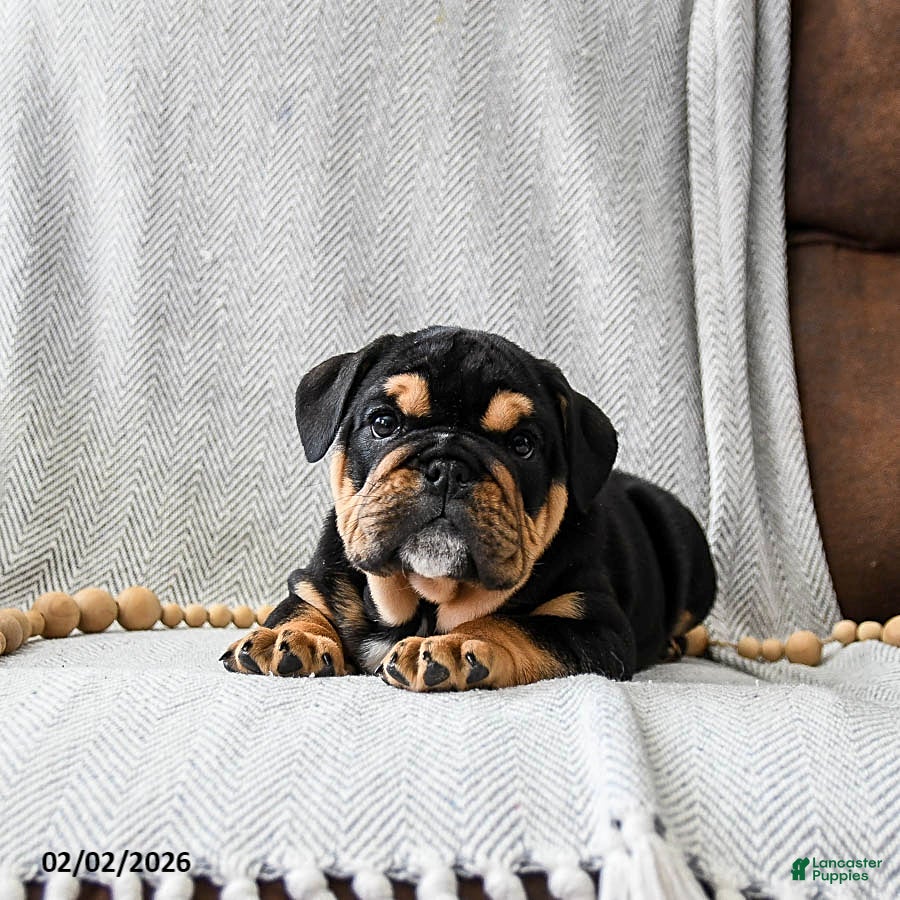 English Bulldog dogs Cookies N Cream - Ad 2