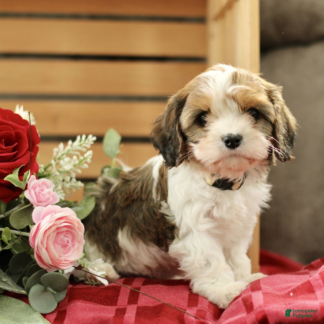 Cavachon dogs for sale: Abigail  - Ad 3